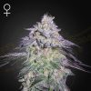 Semillas Feminizadas Green House Sweet Seeds Nori Cake