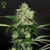 Semillas Feminizadas Green House Sweet Seeds Northern Lights Auto