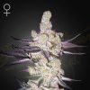 Semillas Feminizadas Green House Sweet Seeds Razuberi