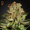 Semillas Feminizadas Green House Sweet Seeds Super Bud