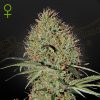 Semillas Feminizadas Green House Sweet Seeds Super Bud Auto