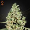 Semillas Feminizadas Green House Sweet Seeds Super Critical