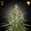 Semillas Feminizadas Green House Sweet Seeds Super Lemon Haze