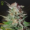 Semillas Feminizadas Green House Sweet Seeds Super Lemon Haze Auto