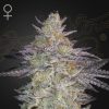 Semillas Feminizadas Green House Sweet Seeds Super Lemon Haze x GMO