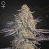 Semillas Feminizadas Green House Sweet Super Lemon Haze x RS11