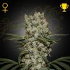 Semillas Feminizadas Green House Sweet Super Silver Haze