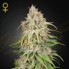 Semillas Feminizadas Green House Sweet amnesia