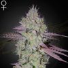 Semillas Feminizadas Green House Tarte Tatin