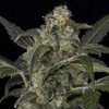 Semillas Feminizadas Haze 2.0 Auto de Dinafem Seeds