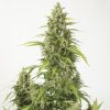 Semillas Feminizadas Haze XXL Auto de Dinafem Seeds