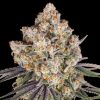 Semillas Feminizadas Ice Cream Cake Strain de Barney's Farm