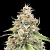 Semillas Feminizadas Lemon Bean Fast de Advanced Seeds