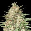 Semillas Feminizadas Lemon Bean de Advanced Seeds