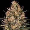 Semillas Feminizadas Lemon Drizzle Strain de Barney's Farm