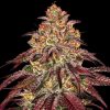 Semillas Feminizadas Mimosa x Orange Punch Auto Strain de Barney's Farm