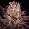 Semillas Feminizadas Mimosa x Orange Punch Strain de Barney’s Farm