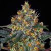 Semillas Feminizadas Moby Dick Auto Strain de Barney's Farm