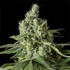 Semillas Feminizadas Moby Dick CBD de Dinafem Seeds
