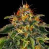 Semillas Feminizadas Moby Dick Strain de Barney's Farm