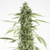 Semillas Feminizadas Moby Dick XXL Auto de Dinafem Seeds