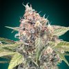 Semillas Feminizadas Northern Lights CBD de 00 Seeds