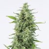 Semillas Feminizadas OG Kush Auto de Dinafem Seeds