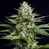 Semillas Feminizadas OG Kush CBD de Dinafem Seeds