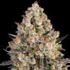 Semillas Feminizadas OG Kush Strain de Barney's Farm