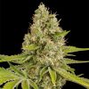 Semillas Feminizadas OG Kush de Dinafem Seeds