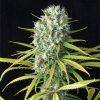 Semillas Feminizadas Original Amnesia de Dinafem Seeds