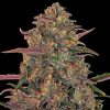 Semillas Feminizadas Pineapple Chunk Strain de Barney's Farm