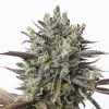 Semillas Feminizadas Purple Orange CBD de Dinafem Seeds