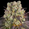 Semillas Feminizadas Purple Punch x Lemon Drizzle Strain de Barney's Farm