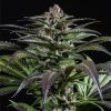 Semillas Feminizadas Purps #1 de Dinafem Seeds