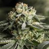 Semillas Feminizadas Remo Chemo de Dinafem Seeds
