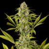 Semillas Feminizadas Royale Haze de Dinafem Seeds