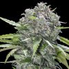 Semillas Feminizadas San Bacio Burger de Advanced Seeds