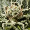 Semillas Feminizadas Shark Attack de Dinafem Seeds