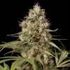 Semillas Feminizadas Shark Shock CBD de Dinafem Seeds