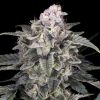 Semillas Feminizadas Slurricane de Advanced Seeds