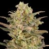 Semillas Feminizadas Somango Glue de Advanced Seeds