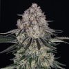 Semillas Feminizadas Sour Diesel Auto Strain de Barney's Farm