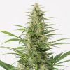 Semillas Feminizadas Sour Diesel Auto de Dinafem Seeds