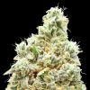 Semillas Feminizadas Strawberry Banana Fast de Advanced Seeds