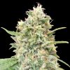 Semillas Feminizadas Strawberry Banana de Advanced Seeds