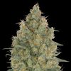 Semillas Feminizadas Strawberry Gum de Advanced Seeds