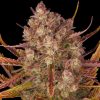 Semillas Feminizadas Tangerine Dos Si Dos Auto Strain de Barney's Farm