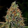 Semillas Feminizadas Tangerine Dream Auto Strain de Barney's Farm