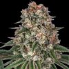 Semillas Feminizadas Tropicanna Banana Strain de Barney's Farm